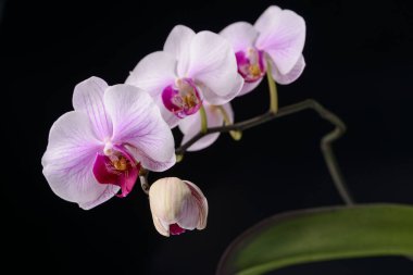 Siyah üzerine orkide çiçeği