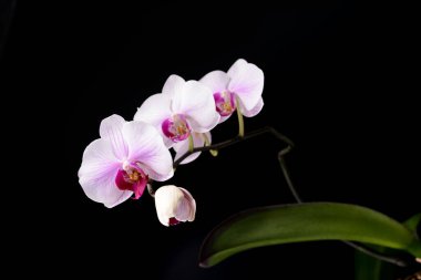 Siyah üzerine orkide çiçeği