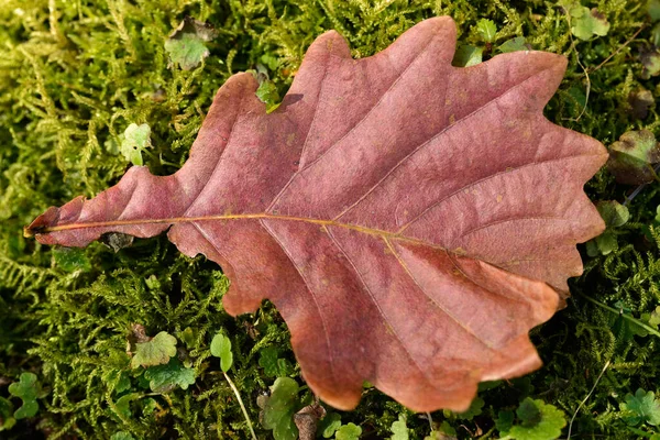 Umgestürztes Herbstblatt — Stockfoto