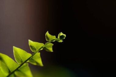 Yeşil eğrelti otu yaprağı