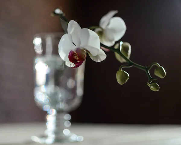 Орхидея цветок в высоком стекле — стоковое фото