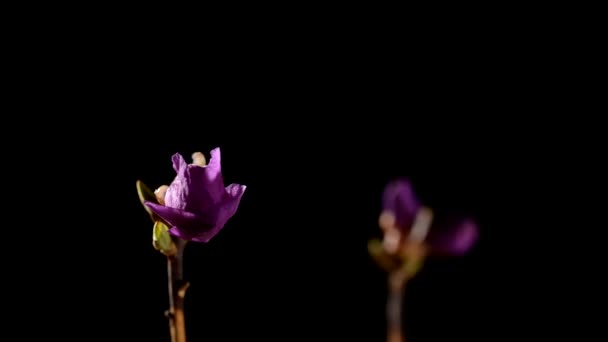 Ανθός Timelapse sakura — Αρχείο Βίντεο