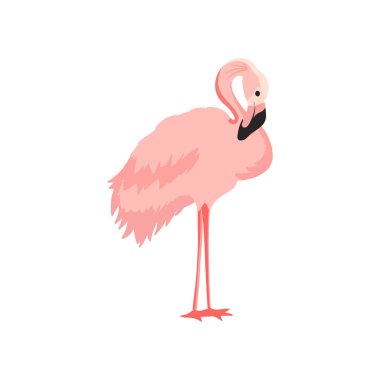Zarif pembe beyaz bir arka plan üzerinde izole Flamingo.