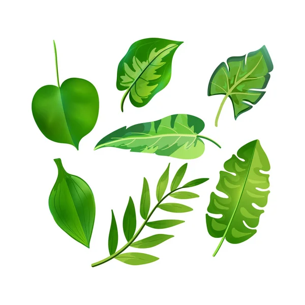 Ensemble de feuilles vertes de palmiers tropicaux isolées sur un fond blanc — Image vectorielle