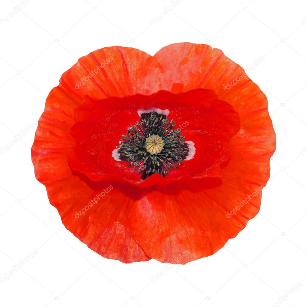Beautiful Red Poppy flower head isolated on white background.
