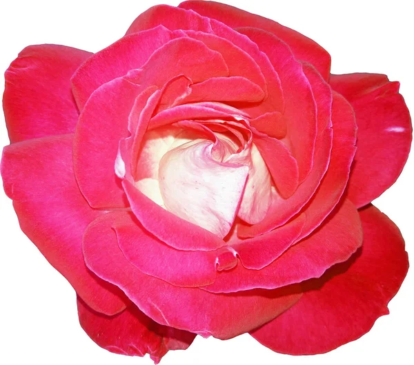 Top View Rosa Vermelho Rose flowerhead isolado no fundo branco . — Fotografia de Stock