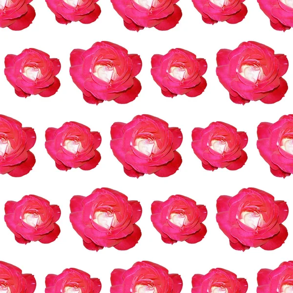Roos naadloze patroon geïsoleerd op witte achtergrond. — Stockfoto