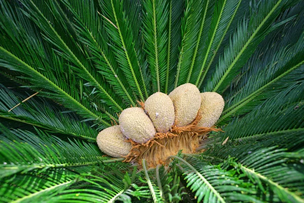 Chicas Palm zelené listy pozadí abstraktní tropické. — Stock fotografie