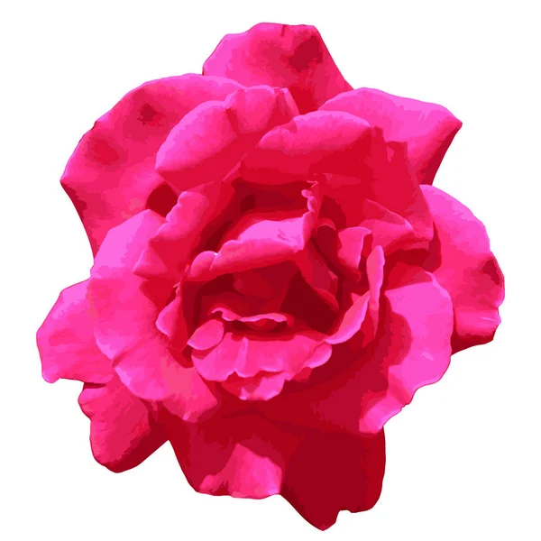 Top View Rosa Vermelho Rose flowerhead isolado no fundo branco . —  Vetores de Stock