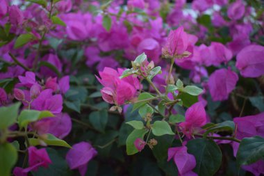 bir sürü mor çiçek ve yeşil yapraklar