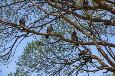 Yeşil yaprakları ile eğri dal bulunan kuşlar