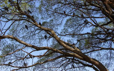 Eğri ağacın dalları, bahar mavi gökyüzüne karşı bulunan kuşlar