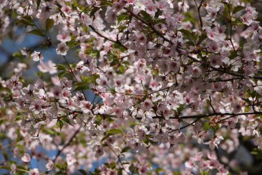 Narin çiçek çiçekli ağaç zarif bir dalı üzerinde bir bulut