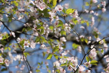Çiçek açması ağaca mavi gökyüzü karşı zarif twigs