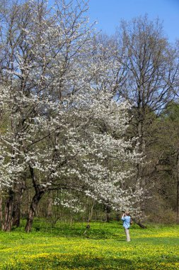 Bir kadın büyük bir ağaç yumuşak beyaz çiçek resimleri lazım