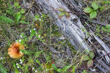 Eski ahşap tramvay uyuyanlar, ormanın içinde çalışan bir çizgi. Doğal kompozisyon. Yukarıdan görüntüleyin. Düz yatıyordu