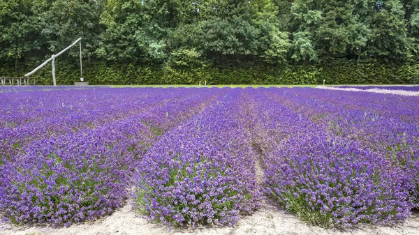 Detail of lavender field with shadoof and forest as background. Lavender farm in Netherlands — Stock Photo, Image