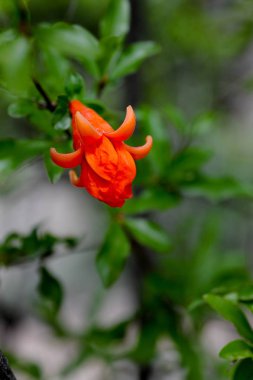 Tek turuncu çiçek çiçeklenme