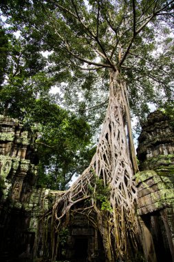 Angkor wat, Kamboçya