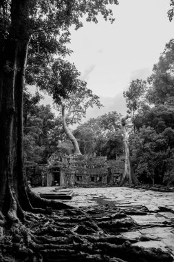 Angkor wat, Kamboçya