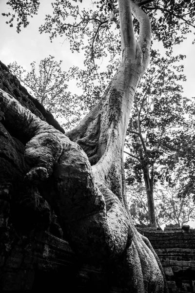 Angkor wat, Kamboçya