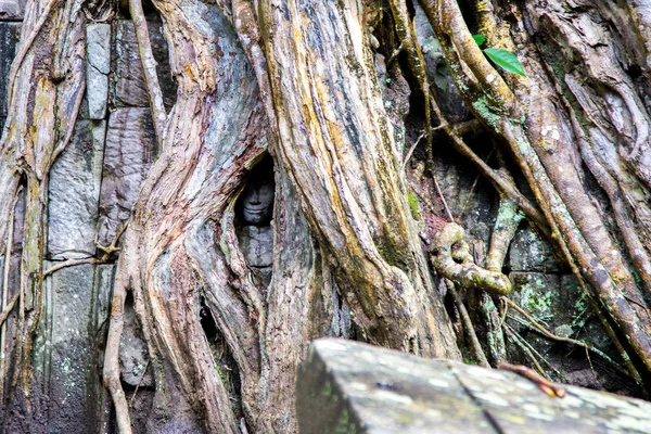 Angkor wat, Kamboçya