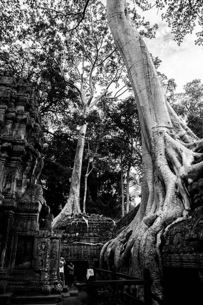 Angkor wat, Kamboçya