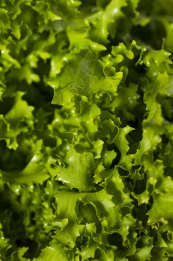 Ham yeşil organik hindiba salatası