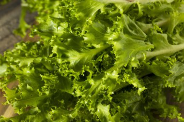 Raw Green Organic Endive Salad clipart