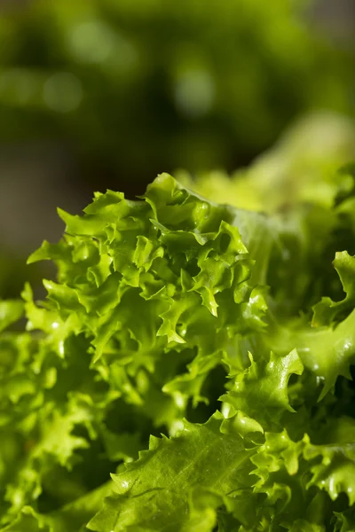 Зеленый органический салат — стоковое фото