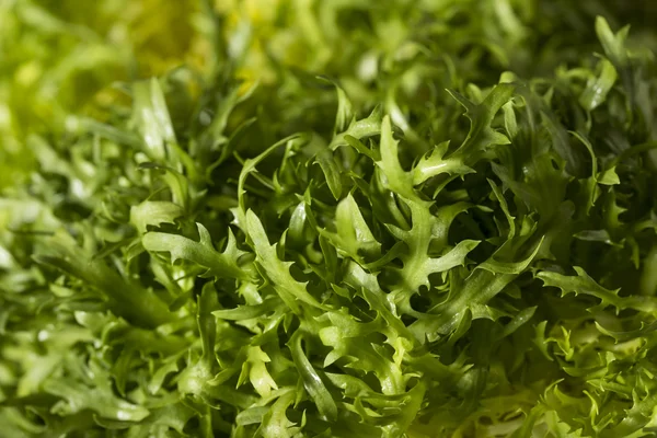 Syrové zelené organické frissé salátu — Stock fotografie