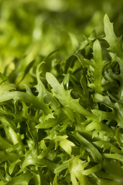 Sałaty surowe zielone Frisee organiczne — Zdjęcie stockowe