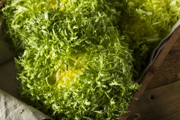 Nyers zöld szerves Frisée saláta — Stock Fotó