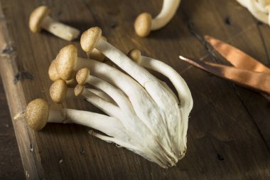 Ham organik kahverengi kayın mantar