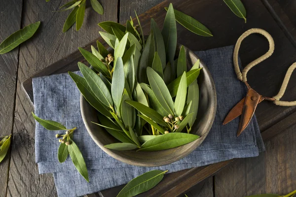 Färska ekologiska gröna lagerblad — Stockfoto