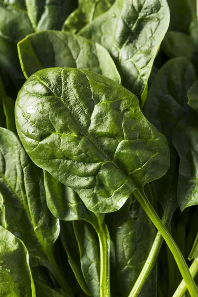 Rohgrüner, gesunder Bio-Spinat — Stockfoto