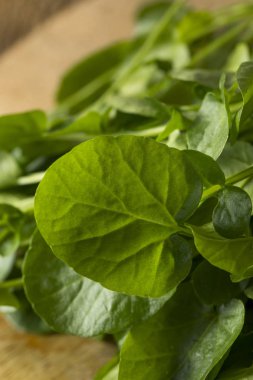 Ham yeşil organik yaşam su Cress