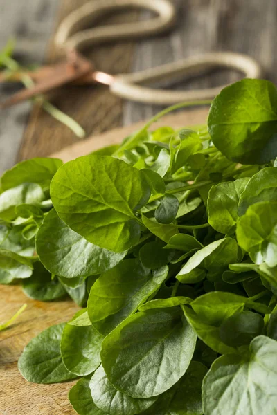 Rauwe groene organische leven Water tuinkers — Stockfoto