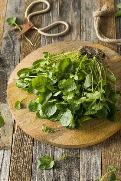 Berro de agua viva orgánico verde crudo —  Fotos de Stock