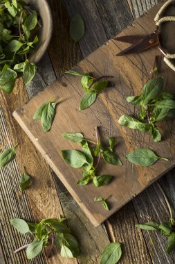 Ham yeşil organik Tay fesleğen