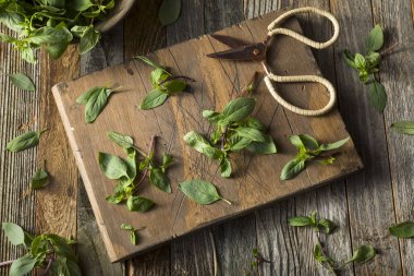 Ham yeşil organik Tay fesleğen