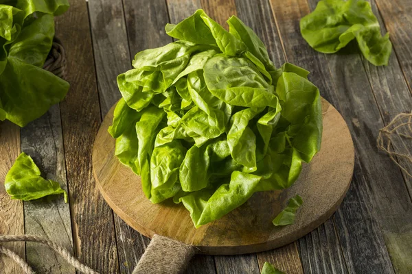 Raw Green Organic Boston Butter Lettuce — Fotografie, imagine de stoc