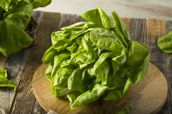 Зеленый органический бостонский салат — стоковое фото