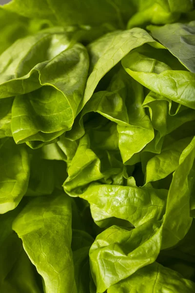 Roher grüner Bio-Boston-Buttersalat — Stockfoto