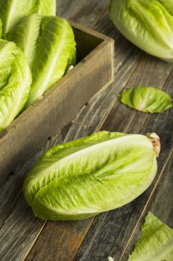 Ham yeşil organik marul