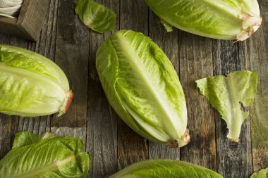 Ham yeşil organik marul