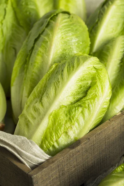 Raw Green Organic Romaine Lettuce — Stock Photo, Image