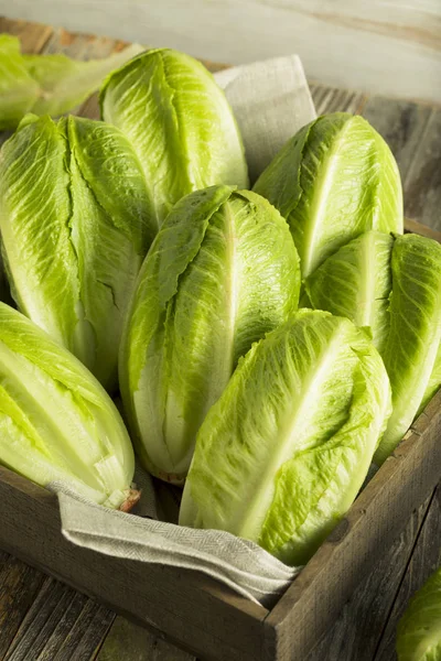 Lechuga Romaine verde cruda orgánica — Foto de Stock