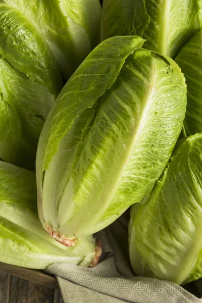 Raw Green Organic Romaine Lettuce — Stock Photo, Image