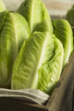 Ham yeşil organik marul